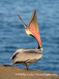 Perfect Brown Pelican Head Throw in Winter Breeding Plumage, pelican leans its head way back to stretch its throat pounch and neck, Pelecanus occidentalis californicus, Pelecanus occidentalis