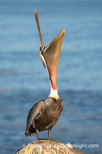 Perfect Brown Pelican Head Throw in Winter Breeding Plumage, pelican leans its head way back to stretch its throat pounch and neck, Pelecanus occidentalis californicus, Pelecanus occidentalis