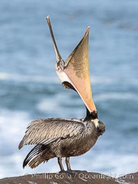 A perfect Brown Pelican Head Throw with Distant Ocean in Background, bending over backwards, stretching its neck and gular pouch, winter adult breeding plumage coloration, Pelecanus occidentalis, Pelecanus occidentalis californicus, La Jolla, California
