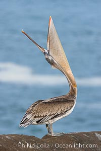 A perfect Brown Pelican Head Throw with Distant Ocean in Background, bending over backwards, stretching its neck and gular pouch, immature plumage, Pelecanus occidentalis, Pelecanus occidentalis californicus, La Jolla, California