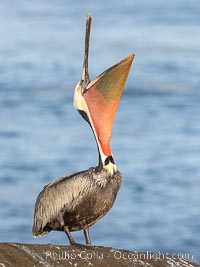 A perfect Brown Pelican Head Throw with Distant Ocean in Background, bending over backwards, stretching its neck and gular pouch, winter adult breeding plumage coloration, Pelecanus occidentalis, Pelecanus occidentalis californicus, La Jolla, California