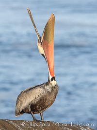 A perfect Brown Pelican Head Throw with Distant Ocean in Background, bending over backwards, stretching its neck and gular pouch, winter adult breeding plumage coloration, Pelecanus occidentalis, Pelecanus occidentalis californicus, La Jolla, California