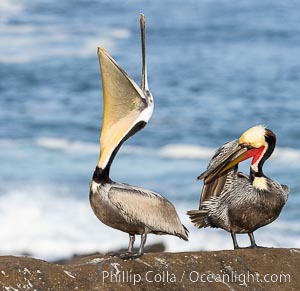 A perfect Brown Pelican Head Throw. Note the contrasting plumage. Both are breeding adults. Left has white head and unusual yellow throat, while right has more typical yellow head and red throat, Distant Ocean in Background,  bending over backwards, stretching its neck and gular pouch, Pelecanus occidentalis, Pelecanus occidentalis californicus, La Jolla, California