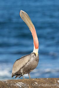 A perfect Brown Pelican Head Throw with Distant Ocean in Background, bending over backwards, stretching its neck and gular pouch, winter adult non-breeding plumage coloration, Pelecanus occidentalis, Pelecanus occidentalis californicus, La Jolla, California