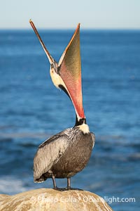A perfect Brown Pelican Head Throw with Distant Ocean in Background, bending over backwards, stretching its neck and gular pouch. Note the winter breeding plumage, yellow head, red and olive throat, pink skin around the eye, brown hind neck with some white neck side detail, gray breast and body, Pelecanus occidentalis, Pelecanus occidentalis californicus, La Jolla, California