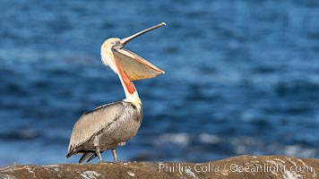 Brown Pelican with open mouth and throat pouch, with Distant Ocean in Background,  stretching its neck and gular pouch, winter adult non-breeding plumage coloration, Pelecanus occidentalis, Pelecanus occidentalis californicus, La Jolla, California