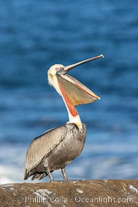 Brown Pelican with open mouth and throat pouch, with Distant Ocean in Background,  stretching its neck and gular pouch, winter adult non-breeding plumage coloration, Pelecanus occidentalis, Pelecanus occidentalis californicus, La Jolla, California