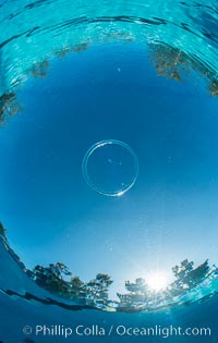 An amazing toroidal wonder, this perfect bubble ring ascends through the water to the surface