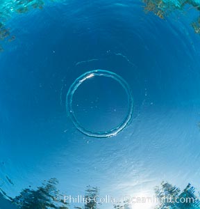 An amazing toroidal wonder, this perfect bubble ring ascends through the water to the surface