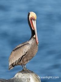 Perfect California brown pelican breeding plumage portrait, with brown hind neck, yellow head and bright red throat, perched on rock over the Pacific Ocean in La Jolla, Pelecanus occidentalis, Pelecanus occidentalis californicus