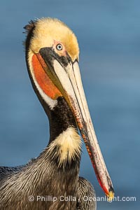 Perfect California brown pelican breeding plumage portrait, with brown hind neck, yellow head and bright red throat, perched on rock over the Pacific Ocean in La Jolla, Pelecanus occidentalis, Pelecanus occidentalis californicus