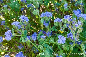 Wild heliotrope, Glorietta Canyon.  Heavy winter rains led to a historic springtime bloom in 2005, carpeting the entire desert in vegetation and color for months, Phacelia distans, Anza-Borrego Desert State Park, Borrego Springs, California