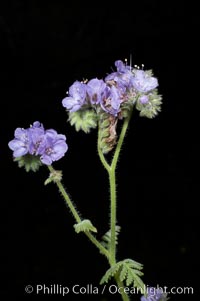 Wild heliotrope blooms in spring, Batiquitos Lagoon, Carlsbad, Phacelia distans