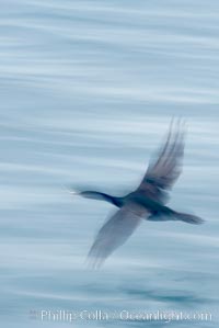 Cormorant in flight, wings blurred by time exposure, Phalacrocorax, La Jolla, California