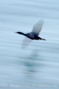 Cormorant in flight, blurred as it speeds over the ocean, Phalacrocorax, La Jolla, California