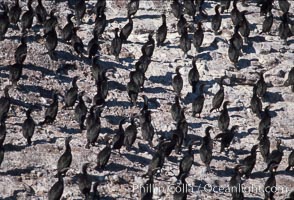 Cormorant colony, Coronado Islands, Mexico, Phalacrocorax, Coronado Islands (Islas Coronado)