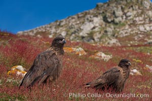 Straited caracara, a bird of prey found throughout the Falkland Islands.  The striated caracara is an opportunistic feeder, often scavenging for carrion but also known to attack weak or injured birds, Phalcoboenus australis, Steeple Jason Island