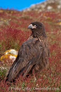 Straited caracara, a bird of prey found throughout the Falkland Islands.  The striated caracara is an opportunistic feeder, often scavenging for carrion but also known to attack weak or injured birds, Phalcoboenus australis, Steeple Jason Island