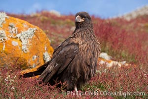 Straited caracara, a bird of prey found throughout the Falkland Islands.  The striated caracara is an opportunistic feeder, often scavenging for carrion but also known to attack weak or injured birds, Phalcoboenus australis, Steeple Jason Island