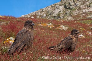 Straited caracara, a bird of prey found throughout the Falkland Islands.  The striated caracara is an opportunistic feeder, often scavenging for carrion but also known to attack weak or injured birds, Phalcoboenus australis, Steeple Jason Island