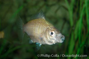 White seaperch, Phanerodon furcatus