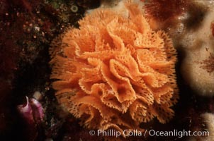 Lacy bryozoan, Phidolopora labiata