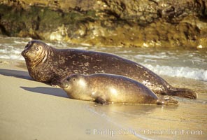 Pacific harbor seals rest while hauled out on a sandy beach.  This group of harbor seals, which has formed a breeding colony at a small but popular beach near San Diego, is at the center of considerable controversy.  While harbor seals are protected from harassment by the Marine Mammal Protection Act and other legislation, local interests would like to see the seals leave so that people can resume using the beach, Phoca vitulina richardsi, La Jolla, California