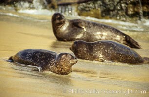 Pacific harbor seals rest while hauled out on a sandy beach.  This group of harbor seals, which has formed a breeding colony at a small but popular beach near San Diego, is at the center of considerable controversy.  While harbor seals are protected from harassment by the Marine Mammal Protection Act and other legislation, local interests would like to see the seals leave so that people can resume using the beach, Phoca vitulina richardsi, La Jolla, California