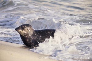 A Pacific harbor seal leaves the surf to haul out on a sandy beach.  This group of harbor seals, which has formed a breeding colony at a small but popular beach near San Diego, is at the center of considerable controversy.  While harbor seals are protected from harassment by the Marine Mammal Protection Act and other legislation, local interests would like to see the seals leave so that people can resume using the beach, Phoca vitulina richardsi, La Jolla, California