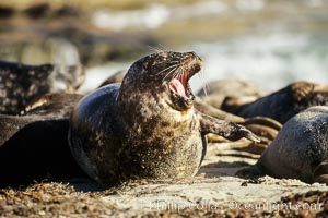 A Pacific harbor seal yawns as it is hauled out on a sandy beach.  This group of harbor seals, which has formed a breeding colony at a small but popular beach near San Diego, is at the center of considerable controversy.  While harbor seals are protected from harassment by the Marine Mammal Protection Act and other legislation, local interests would like to see the seals leave so that people can resume using the beach, Phoca vitulina richardsi, La Jolla, California