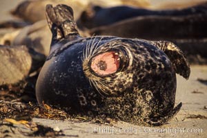 A Pacific harbor seal yawns as it is hauled out on a sandy beach.  This group of harbor seals, which has formed a breeding colony at a small but popular beach near San Diego, is at the center of considerable controversy.  While harbor seals are protected from harassment by the Marine Mammal Protection Act and other legislation, local interests would like to see the seals leave so that people can resume using the beach, Phoca vitulina richardsi, La Jolla, California