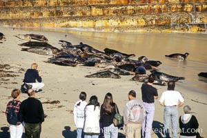 Tourists observe a group of Pacific harbor seals resting while hauled out on a sandy beach.  This group of harbor seals, which has formed a breeding colony at a small but popular beach near San Diego, is at the center of considerable controversy.  While harbor seals are protected from harassment by the Marine Mammal Protection Act and other legislation, local interests would like to see the seals leave so that people can resume using the beach, Phoca vitulina richardsi, La Jolla, California