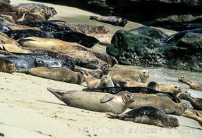 Pacific harbor seals rest while hauled out on a sandy beach.  This group of harbor seals, which has formed a breeding colony at a small but popular beach near San Diego, is at the center of considerable controversy.  While harbor seals are protected from harassment by the Marine Mammal Protection Act and other legislation, local interests would like to see the seals leave so that people can resume using the beach, Phoca vitulina richardsi, La Jolla, California