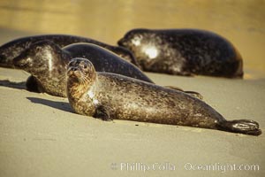 A Pacific harbor seal hauls out on a sandy beach.  This group of harbor seals, which has formed a breeding colony at a small but popular beach near San Diego, is at the center of considerable controversy.  While harbor seals are protected from harassment by the Marine Mammal Protection Act and other legislation, local interests would like to see the seals leave so that people can resume using the beach, Phoca vitulina richardsi, La Jolla, California