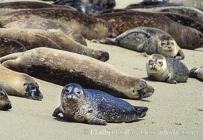 Pacific harbor seals rest while hauled out on a sandy beach.  This group of harbor seals, which has formed a breeding colony at a small but popular beach near San Diego, is at the center of considerable controversy.  While harbor seals are protected from harassment by the Marine Mammal Protection Act and other legislation, local interests would like to see the seals leave so that people can resume using the beach, Phoca vitulina richardsi, La Jolla, California