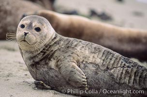 A Pacific harbor seal hauls out on a sandy beach.  This group of harbor seals, which has formed a breeding colony at a small but popular beach near San Diego, is at the center of considerable controversy.  While harbor seals are protected from harassment by the Marine Mammal Protection Act and other legislation, local interests would like to see the seals leave so that people can resume using the beach, Phoca vitulina richardsi, La Jolla, California