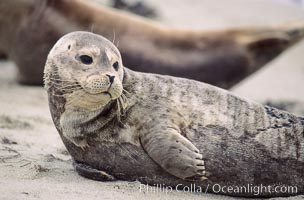 A Pacific harbor seal hauls out on a sandy beach.  This group of harbor seals, which has formed a breeding colony at a small but popular beach near San Diego, is at the center of considerable controversy.  While harbor seals are protected from harassment by the Marine Mammal Protection Act and other legislation, local interests would like to see the seals leave so that people can resume using the beach, Phoca vitulina richardsi, La Jolla, California