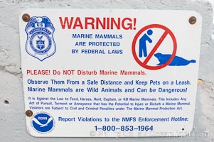 A sign warns visitors to stay away from the harbor seals at Childrens Pool in La Jolla, California while videotaping those who approach the seals.  The La Jolla colony of harbor seals, which has formed a breeding colony at a small but popular beach near San Diego, is at the center of considerable controversy.  While harbor seals are protected from harassment by the Marine Mammal Protection Act and other legislation, local interests would like to see the seals leave so that people can resume using the beach, Phoca vitulina richardsi