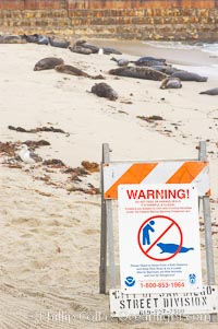 A sign warns visitors to stay away from the harbor seals at Childrens Pool in La Jolla, California while videotaping those who approach the seals.  The La Jolla colony of harbor seals, which has formed a breeding colony at a small but popular beach near San Diego, is at the center of considerable controversy.  While harbor seals are protected from harassment by the Marine Mammal Protection Act and other legislation, local interests would like to see the seals leave so that people can resume using the beach, Phoca vitulina richardsi