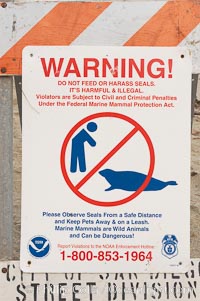 A sign warns visitors to stay away from the harbor seals at Childrens Pool in La Jolla, California while videotaping those who approach the seals.  The La Jolla colony of harbor seals, which has formed a breeding colony at a small but popular beach near San Diego, is at the center of considerable controversy.  While harbor seals are protected from harassment by the Marine Mammal Protection Act and other legislation, local interests would like to see the seals leave so that people can resume using the beach, Phoca vitulina richardsi