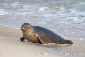 A Pacific harbor seal leaves the surf to haul out on a sandy beach.  This group of harbor seals, which has formed a breeding colony at a small but popular beach near San Diego, is at the center of considerable controversy.  While harbor seals are protected from harassment by the Marine Mammal Protection Act and other legislation, local interests would like to see the seals leave so that people can resume using the beach, Phoca vitulina richardsi, La Jolla, California