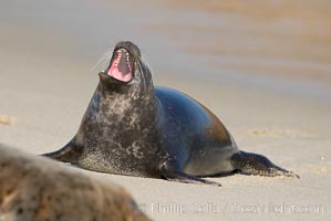 A Pacific harbor seal hauled out on a sandy beach.  This group of harbor seals, which has formed a breeding colony at a small but popular beach near San Diego, is at the center of considerable controversy.  While harbor seals are protected from harassment by the Marine Mammal Protection Act and other legislation, local interests would like to see the seals leave so that people can resume using the beach, Phoca vitulina richardsi, La Jolla, California