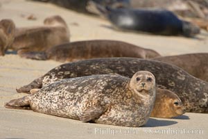 A Pacific harbor seal hauled out on a sandy beach.  This group of harbor seals, which has formed a breeding colony at a small but popular beach near San Diego, is at the center of considerable controversy.  While harbor seals are protected from harassment by the Marine Mammal Protection Act and other legislation, local interests would like to see the seals leave so that people can resume using the beach, Phoca vitulina richardsi, La Jolla, California