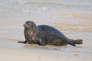 A Pacific harbor seal leaves the surf to haul out on a sandy beach.  This group of harbor seals, which has formed a breeding colony at a small but popular beach near San Diego, is at the center of considerable controversy.  While harbor seals are protected from harassment by the Marine Mammal Protection Act and other legislation, local interests would like to see the seals leave so that people can resume using the beach, Phoca vitulina richardsi, La Jolla, California