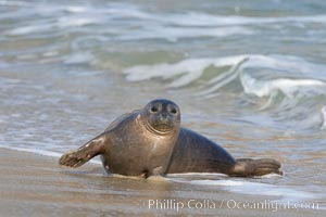 A Pacific harbor seal leaves the surf to haul out on a sandy beach.  This group of harbor seals, which has formed a breeding colony at a small but popular beach near San Diego, is at the center of considerable controversy.  While harbor seals are protected from harassment by the Marine Mammal Protection Act and other legislation, local interests would like to see the seals leave so that people can resume using the beach, Phoca vitulina richardsi, La Jolla, California