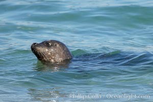 A Pacific harbor seal swims in the Childrens Pool in La Jolla, Phoca vitulina richardsi