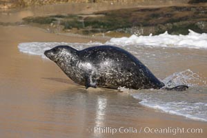 A Pacific harbor seal leaves the surf to haul out on a sandy beach.  This group of harbor seals, which has formed a breeding colony at a small but popular beach near San Diego, is at the center of considerable controversy.  While harbor seals are protected from harassment by the Marine Mammal Protection Act and other legislation, local interests would like to see the seals leave so that people can resume using the beach, Phoca vitulina richardsi, La Jolla, California