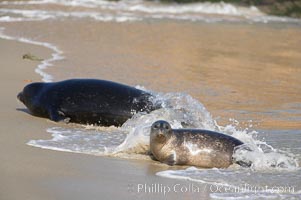 A Pacific harbor seal leaves the surf to haul out on a sandy beach.  This group of harbor seals, which has formed a breeding colony at a small but popular beach near San Diego, is at the center of considerable controversy.  While harbor seals are protected from harassment by the Marine Mammal Protection Act and other legislation, local interests would like to see the seals leave so that people can resume using the beach, Phoca vitulina richardsi, La Jolla, California