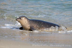 A Pacific harbor seal leaves the surf to haul out on a sandy beach.  This group of harbor seals, which has formed a breeding colony at a small but popular beach near San Diego, is at the center of considerable controversy.  While harbor seals are protected from harassment by the Marine Mammal Protection Act and other legislation, local interests would like to see the seals leave so that people can resume using the beach, Phoca vitulina richardsi, La Jolla, California