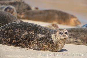 A Pacific harbor seal hauled out on a sandy beach.  This group of harbor seals, which has formed a breeding colony at a small but popular beach near San Diego, is at the center of considerable controversy.  While harbor seals are protected from harassment by the Marine Mammal Protection Act and other legislation, local interests would like to see the seals leave so that people can resume using the beach, Phoca vitulina richardsi, La Jolla, California